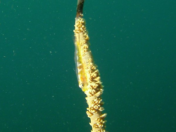 Gobies - Whip coral goby