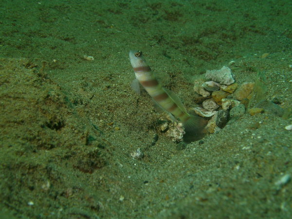 Gobies - Steinitz' shrimpgoby