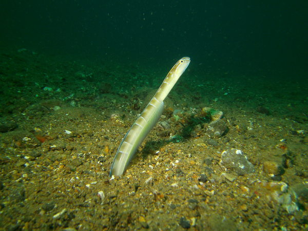 Blennies - Hairtail snakeblenny