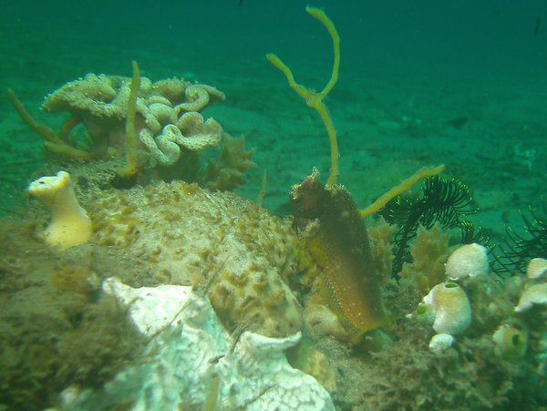 Blennies - Starry blenny