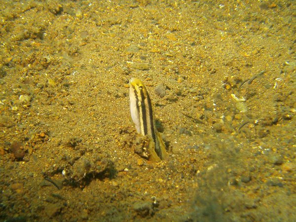 Blennies - Shorthead fangblenny