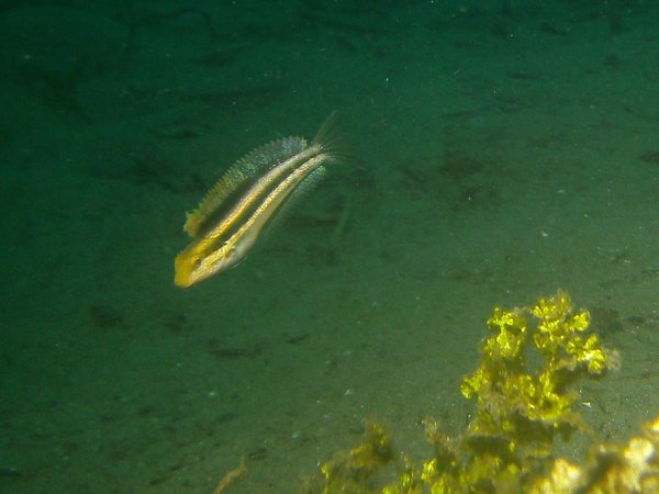 Blennies - Shorthead fangblenny