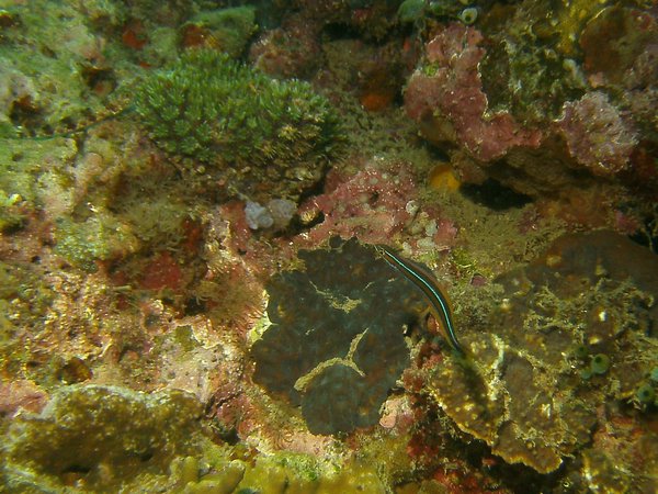 Blennies - Blue-striped Fangblenny