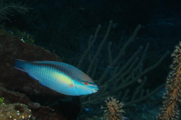 Parrotfish - Princess Parrotfish