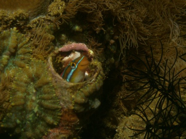 Blennies - Blue-striped Fangblenny