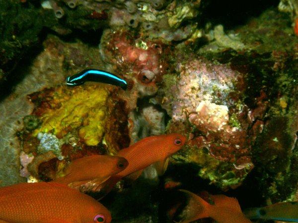 Blennies - Blue-striped Fangblenny