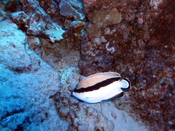 Angelfish - Banded Angelfish