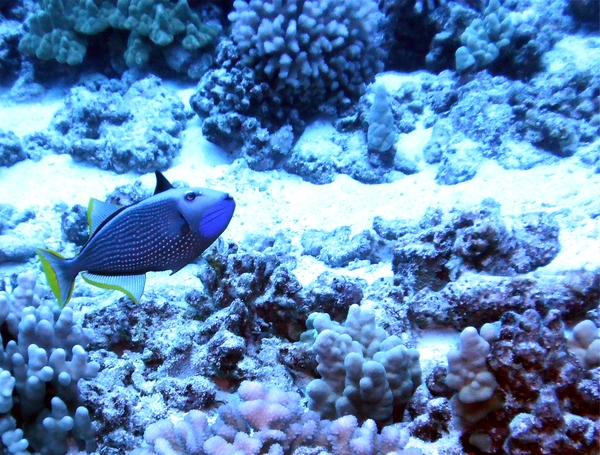 Triggerfish - Blue Jaw Triggerfish