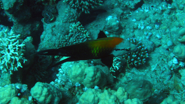 Wrasse - Slingjaw Wrasse