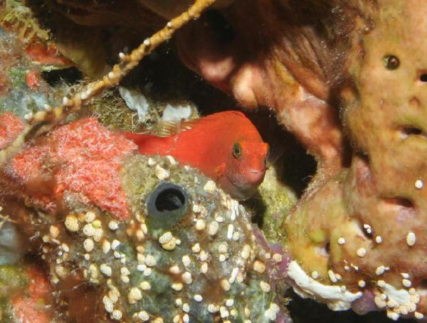 Parrotfish - Greenblotch Parrotfish