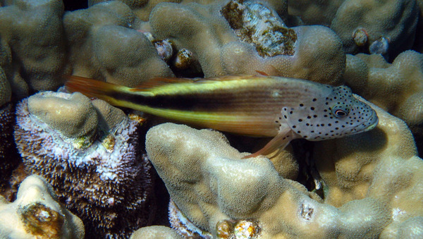 Hawkfish - Blackside Hawkfish