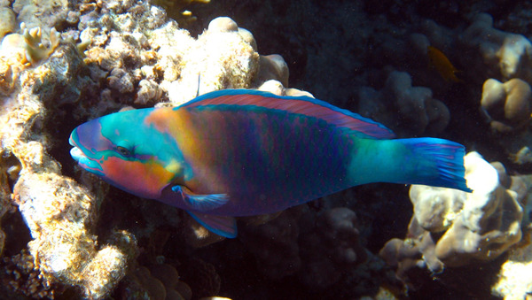 Parrotfish - Bullethead parrotfish