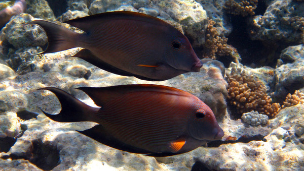 Surgeonfish - Striped Bristletooth