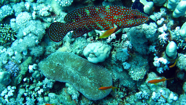 Groupers - Coral Grouper