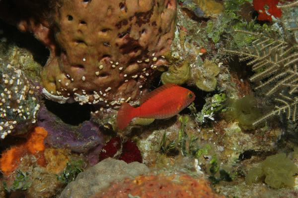 Parrotfish - Greenblotch Parrotfish