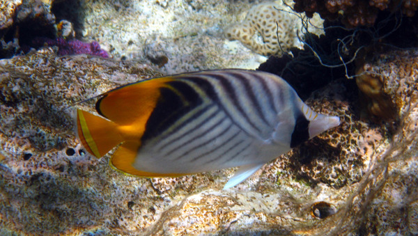 Butterflyfish - Threadfin Butterflyfish