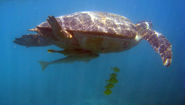 Turtle - Green Sea Turtle