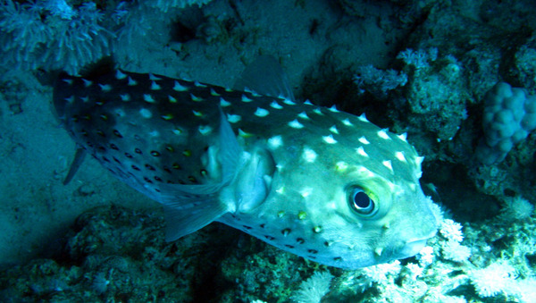 Porcupinefish - Spotbase Burrfish