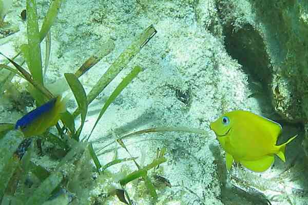 Surgeonfish - Blue Tang