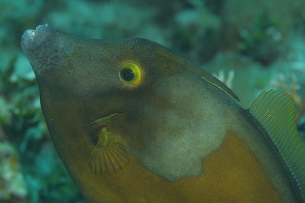 Filefish - Whitespotted Filefish