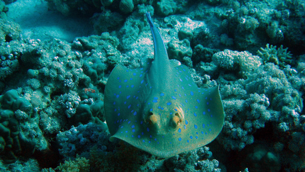 Stingrays - Blue Spotted Stingray