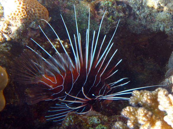 Lionfish - Clearfin Lionfish