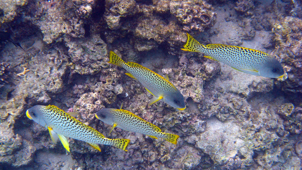 Grunts - Blackspotted Sweetlips