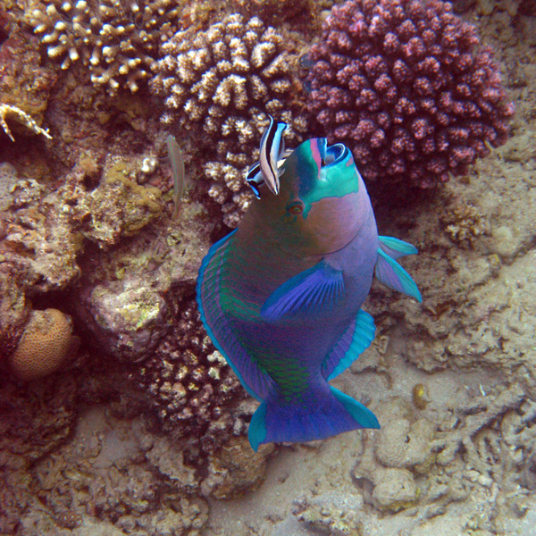 Parrotfish - Rusty Parrotfish