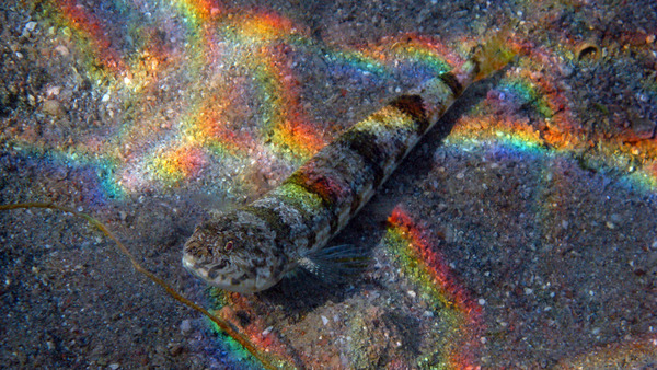 Lizardfish - Sand Lizardfish