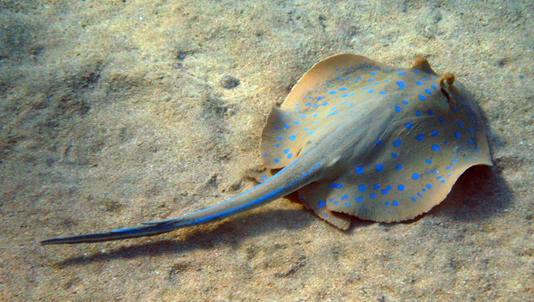 Stingrays - Blue Spotted Stingray