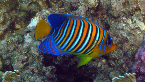 Angelfish - Royal Angelfish