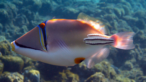 Triggerfish - Arabian Picasso Triggerfish