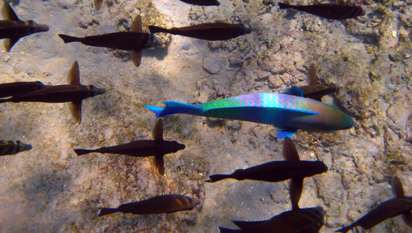 Parrotfish - Rusty Parrotfish