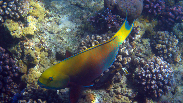 Parrotfish - Steepheaded Parrotfish