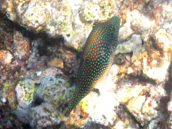 Pufferfish - Red Sea Toby