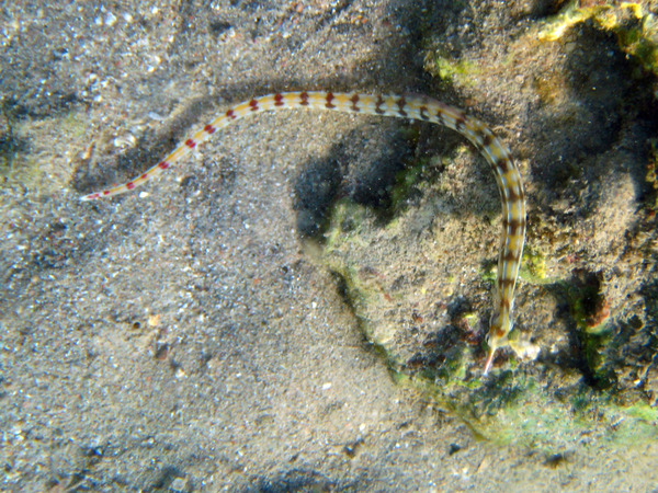 Pipefish - Network Pipefish