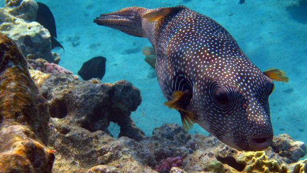 Pufferfish - Whitespotted Puffer