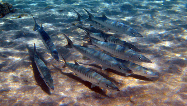 Barracuda - Blackfin Barracuda