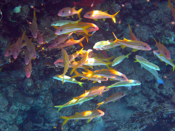 Goatfish - Yellowfin Goatfish