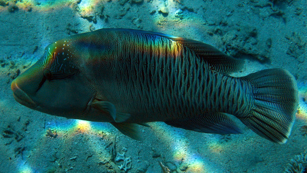 Wrasse - Humphead Wrasse