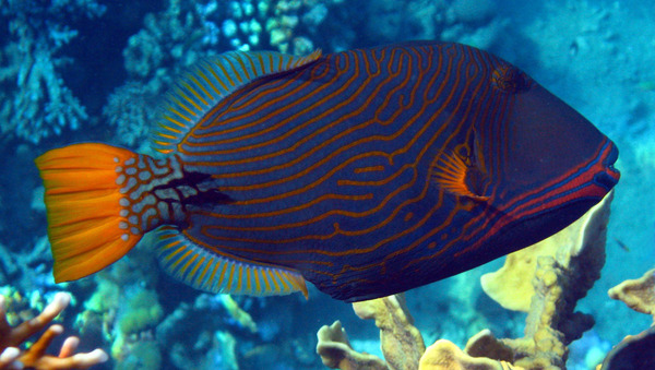 Triggerfish - Orange-striped Triggerfish