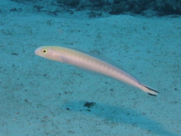 Tilefish - Flagtail Blanquillo