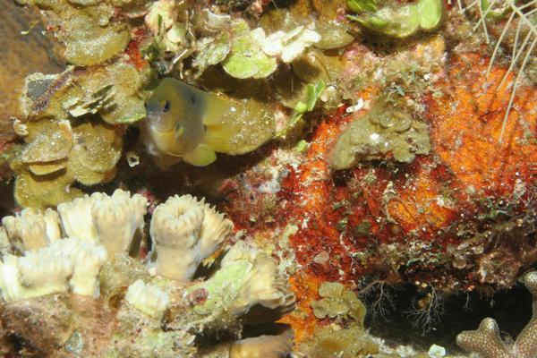 Damselfish - Threespot Damselfish