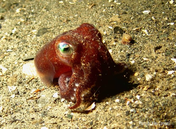 Cephalopoda - Stubby Squid