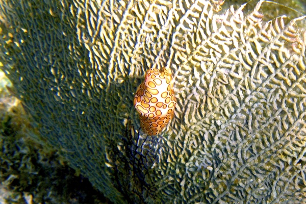 Nudibranches - Flamingo Tongue