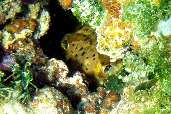 Porcupinefish - Balloonfish