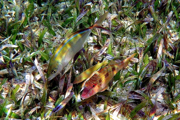 Goatfish - Spotted Goatfish