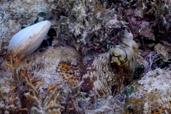 Octopuses - Common Octopus Octopuses - Common Octopus