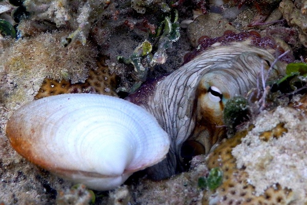 Octopuses - Common Octopus Octopuses - Common Octopus