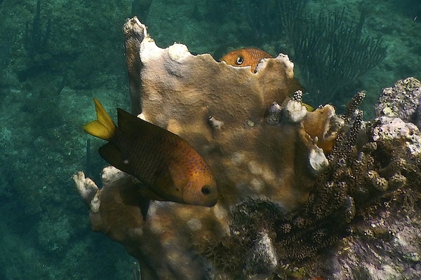 Damselfish - Yellowtail Damselfish